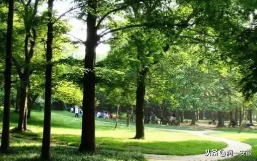 6月，树木常见病虫害防治！专家指导您如何养护好绿地