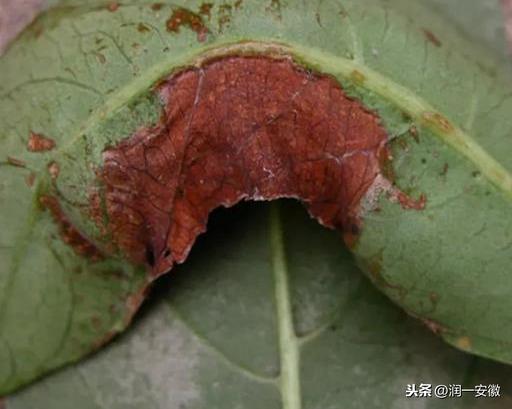 6月，树木常见病虫害防治！专家指导您如何养护好绿地