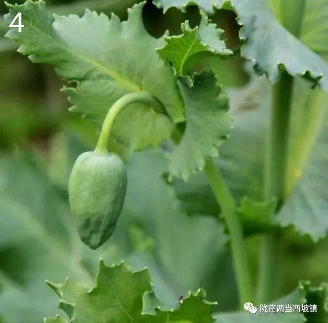 您了解罂粟和虞美人的4点区别吗？