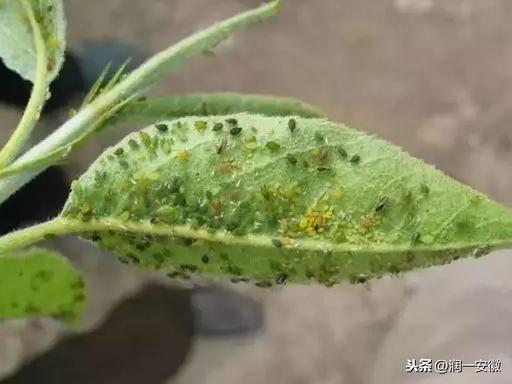 6月，树木常见病虫害防治！专家指导您如何养护好绿地