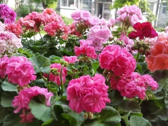 天竺葵是“夏必死”？教你3招轻松度夏，入秋花朵爆盆