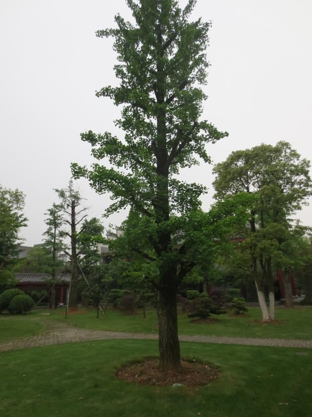 新栽大规格树木如何进行养护成活率高？