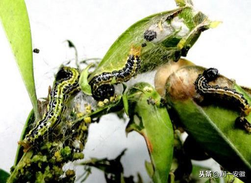 6月，树木常见病虫害防治！专家指导您如何养护好绿地