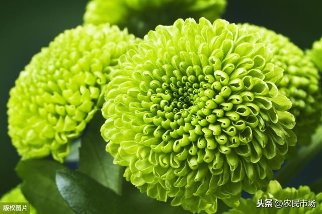 菊花高产栽培栽培技术，种植的时候注意这些，就会长得更好