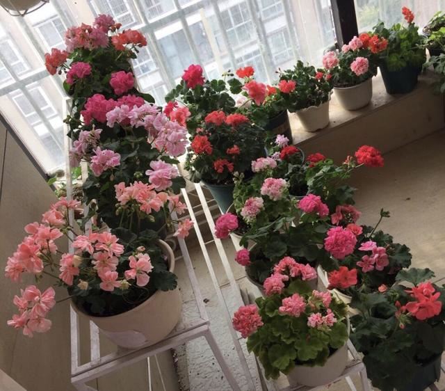 天竺葵是“夏必死”？教你3招轻松度夏，入秋花朵爆盆