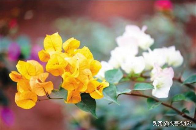 寻找最美的绿植——三角梅