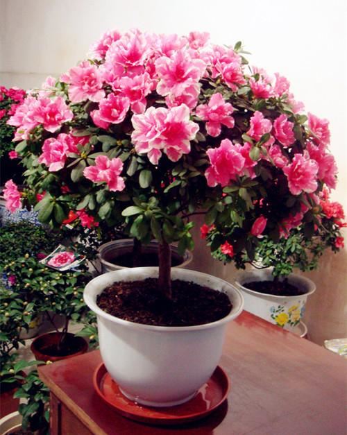 这5种漂亮花，到了夏天干巴巴，水里兑点它喷一喷，猛长两倍大