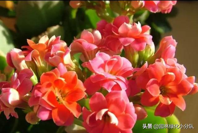 让长寿花开成球，是门技术活