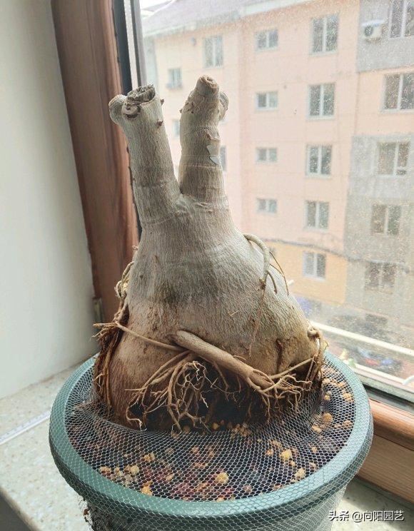 这花叫“傻妹妹”，不怕暴晒，一个月浇两次水，开花巴掌大