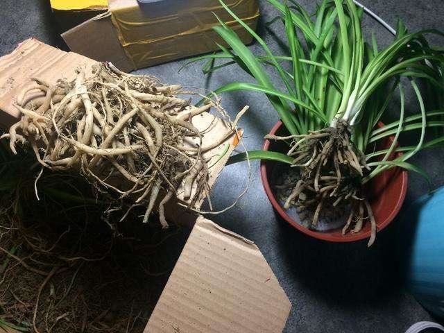 吊兰枯黄影响观赏，一招就能返青，开春就应该做