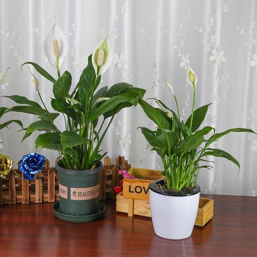 这5种漂亮花，到了夏天干巴巴，水里兑点它喷一喷，猛长两倍大