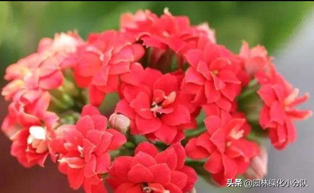 让长寿花开成球，是门技术活