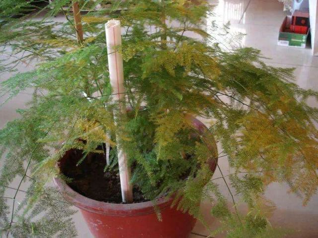 这5种漂亮花，到了夏天干巴巴，水里兑点它喷一喷，猛长两倍大