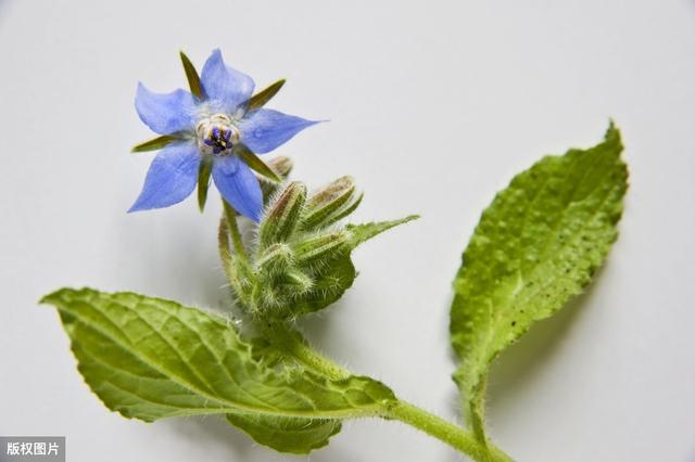 “5用”植物琉璃苣，掌握5点养殖技巧，生长发育旺盛，多长疯了