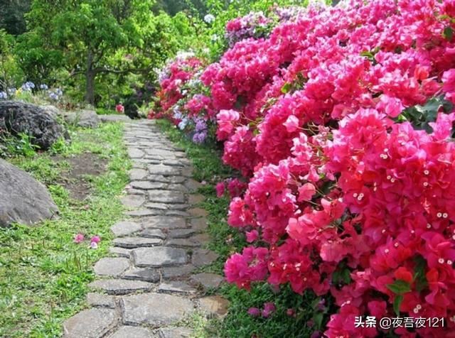 寻找最美的绿植——三角梅
