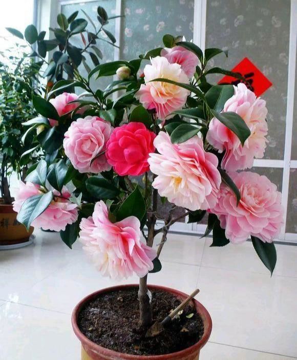 养茶花，学会这些小“套路”，长势旺盛少生病，花开不断易爆盆！