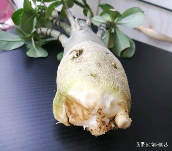 这花叫“傻妹妹”，不怕暴晒，一个月浇两次水，开花巴掌大