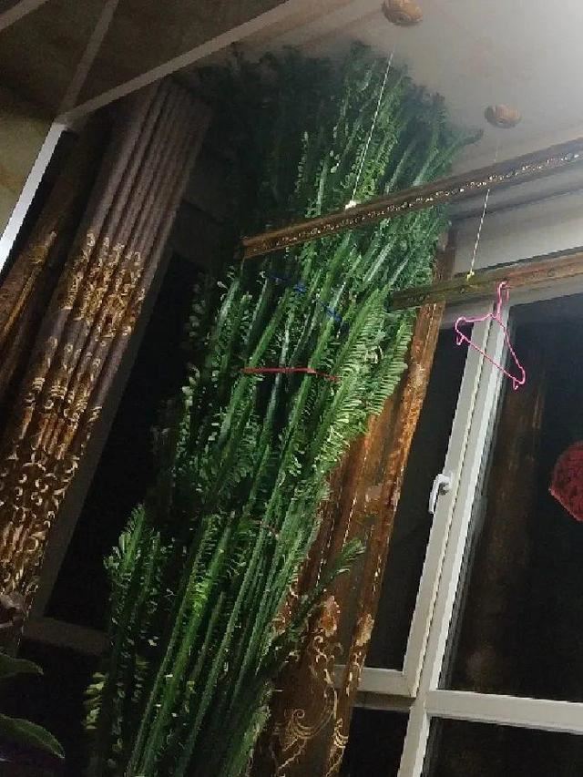 窗边养棵丑八怪，霸气镇宅，能活100年