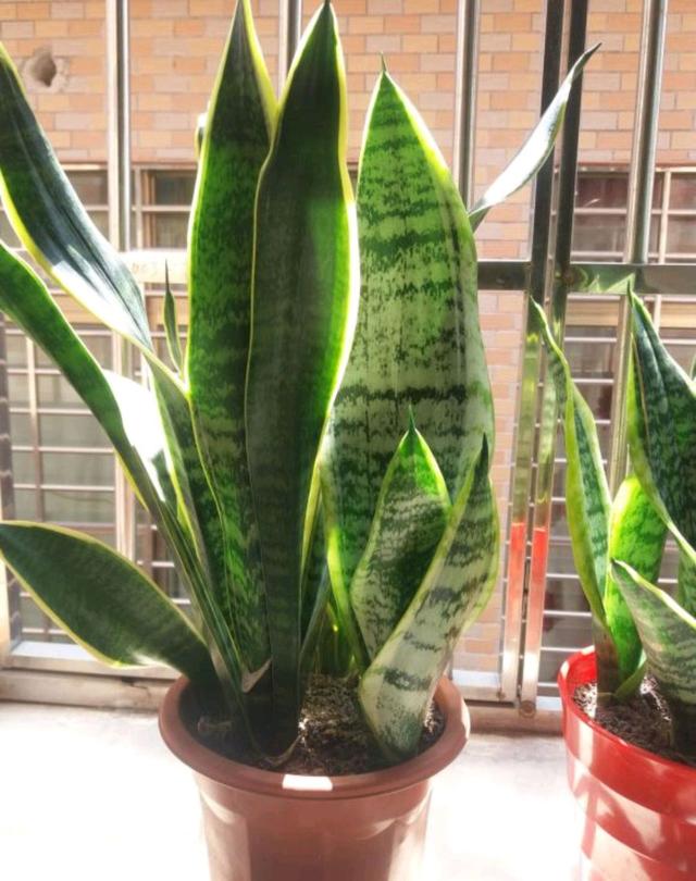 新芽爆盆的虎皮兰盆栽，在夏季可以分株换盆吗？吃亏总结的经验