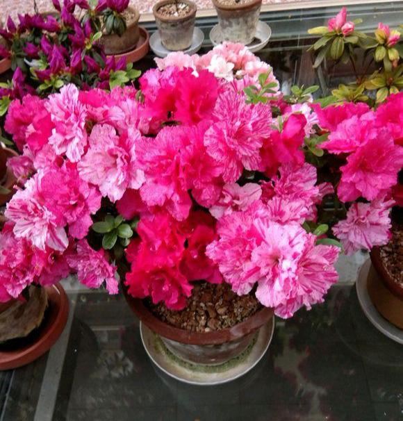 这5种漂亮花，到了夏天干巴巴，水里兑点它喷一喷，猛长两倍大