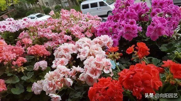 天竺葵怕热，距离阳台“远一点”，夏季少浇水，花期延长30天