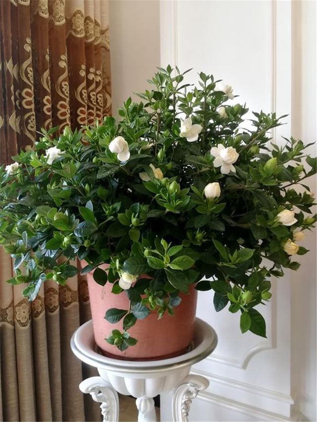 这5种漂亮花，到了夏天干巴巴，水里兑点它喷一喷，猛长两倍大