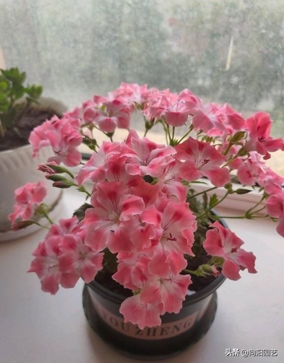天竺葵怕热，距离阳台“远一点”，夏季少浇水，花期延长30天