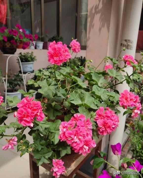 天竺葵怕热，距离阳台“远一点”，夏季少浇水，花期延长30天