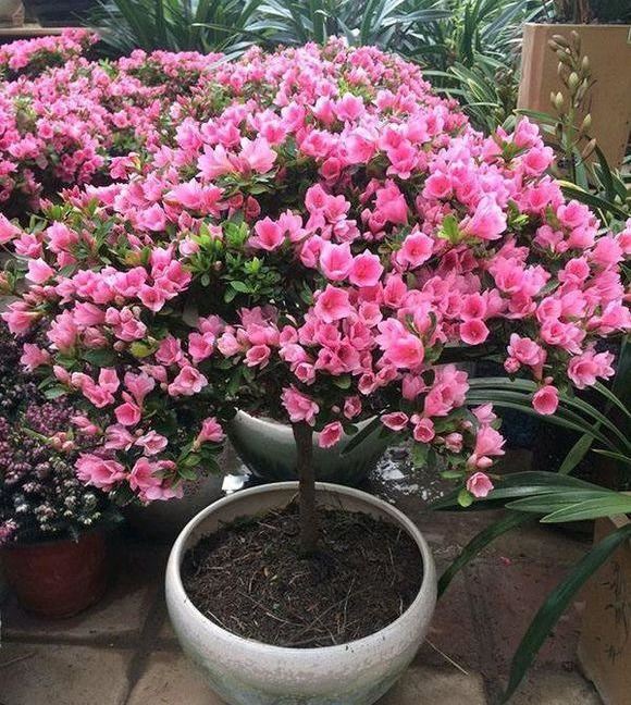 这5种漂亮花，到了夏天干巴巴，水里兑点它喷一喷，猛长两倍大