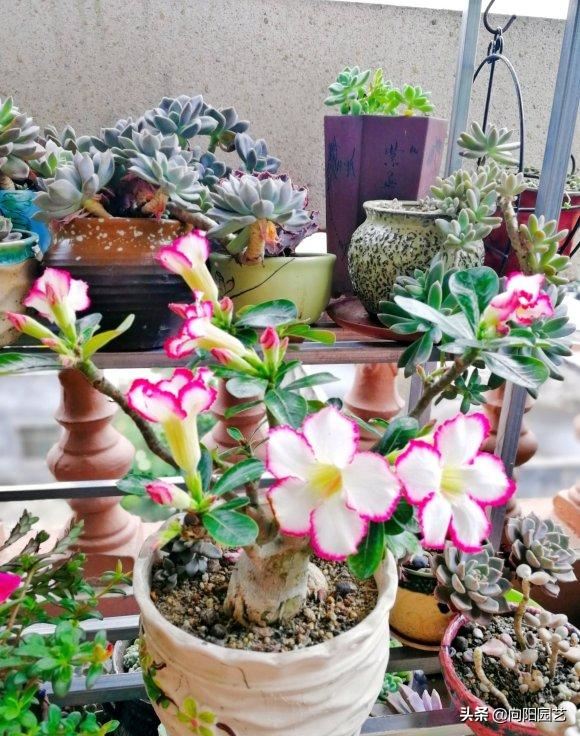 这花叫“傻妹妹”，不怕暴晒，一个月浇两次水，开花巴掌大