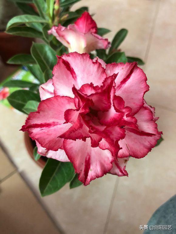 这花叫“傻妹妹”，不怕暴晒，一个月浇两次水，开花巴掌大