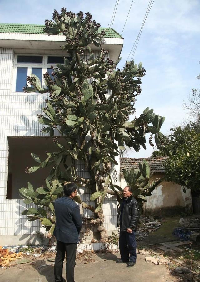 窗边养棵丑八怪，霸气镇宅，能活100年