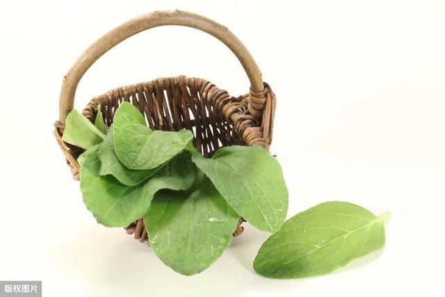 “5用”植物琉璃苣，掌握5点养殖技巧，生长发育旺盛，多长疯了