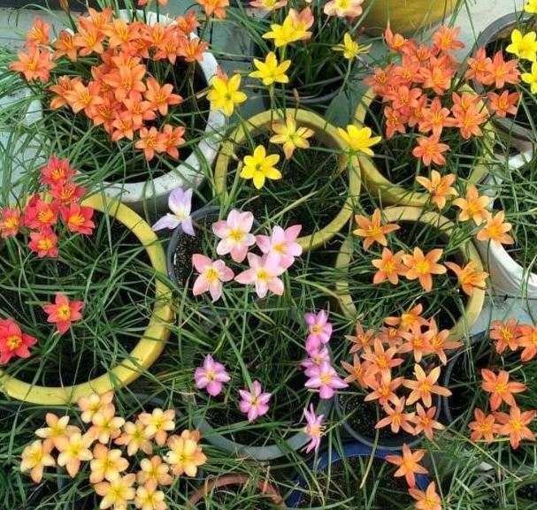 让风雨兰更频繁地开花，试试2种方法，下雨天晴都开花