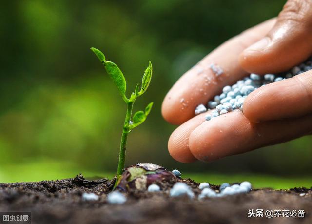 三角梅的养护技巧，方法简单有效，四季都可赏花