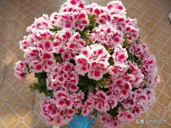 天竺葵怕热，距离阳台“远一点”，夏季少浇水，花期延长30天