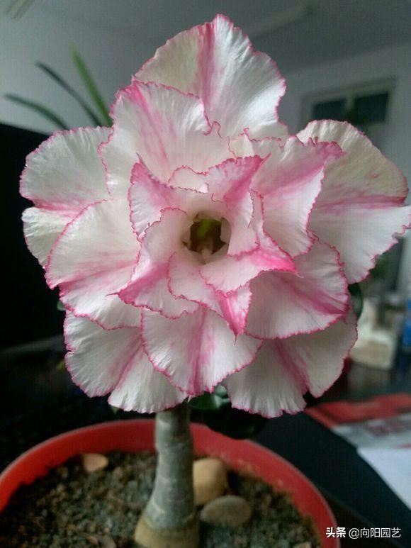 这花叫“傻妹妹”，不怕暴晒，一个月浇两次水，开花巴掌大