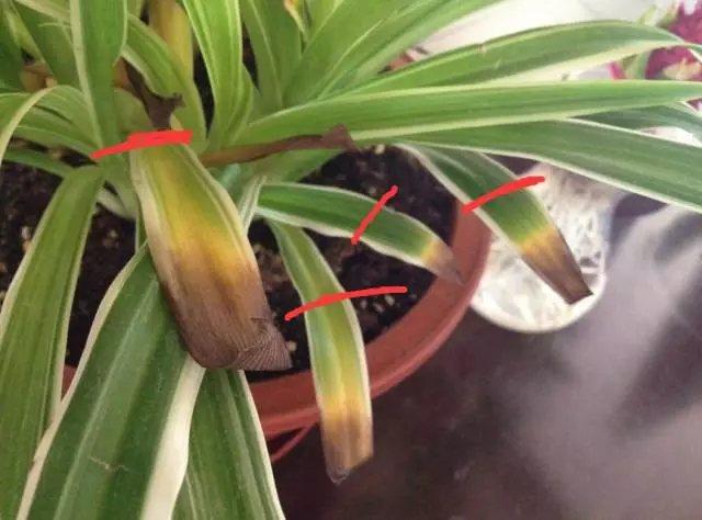 这5种漂亮花，到了夏天干巴巴，水里兑点它喷一喷，猛长两倍大