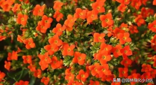 让长寿花开成球，是门技术活