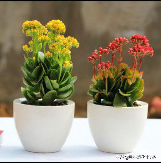 让长寿花开成球，是门技术活