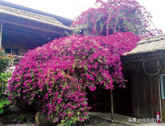 寻找最美的绿植——三角梅