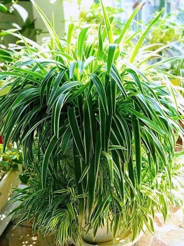 这5种漂亮花，到了夏天干巴巴，水里兑点它喷一喷，猛长两倍大