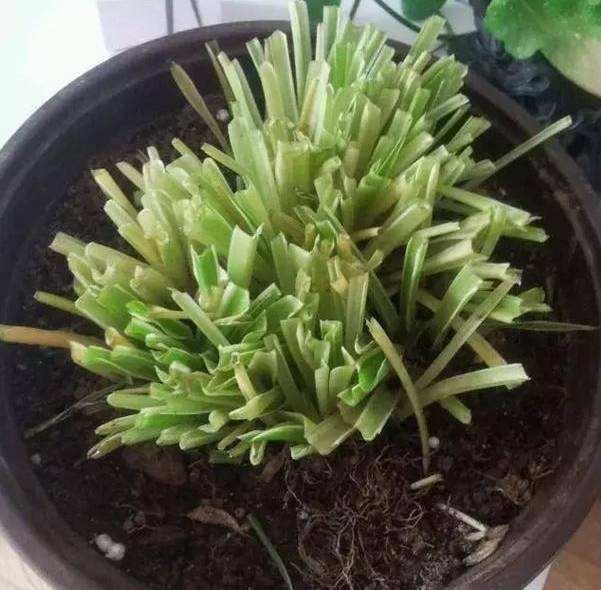 吊兰枯黄影响观赏，一招就能返青，开春就应该做