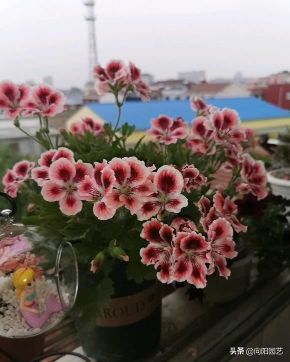 天竺葵怕热，距离阳台“远一点”，夏季少浇水，花期延长30天