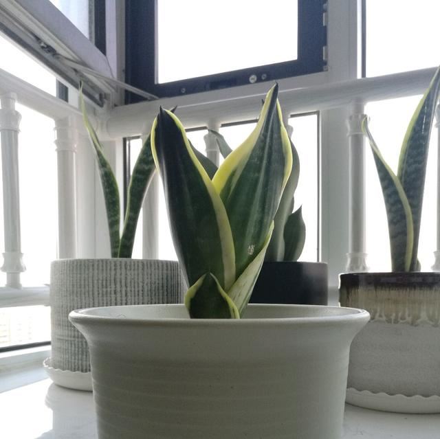 新芽爆盆的虎皮兰盆栽，在夏季可以分株换盆吗？吃亏总结的经验