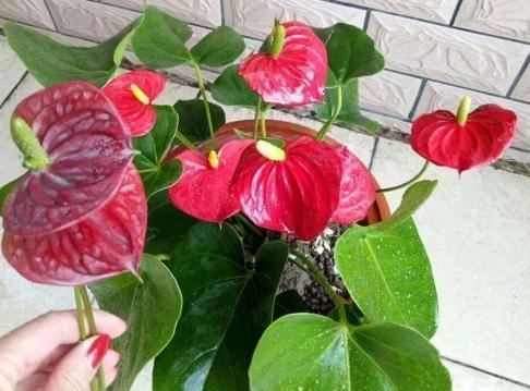 红掌繁殖，“分株”最合适，一盆变多盆，照样开花旺