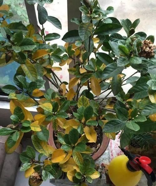 这5种漂亮花，到了夏天干巴巴，水里兑点它喷一喷，猛长两倍大