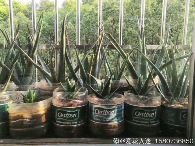 窗边养棵丑八怪，霸气镇宅，能活100年