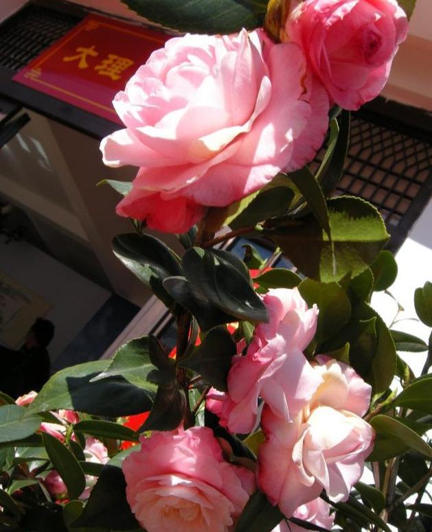 养茶花，学会这些小“套路”，长势旺盛少生病，花开不断易爆盆！