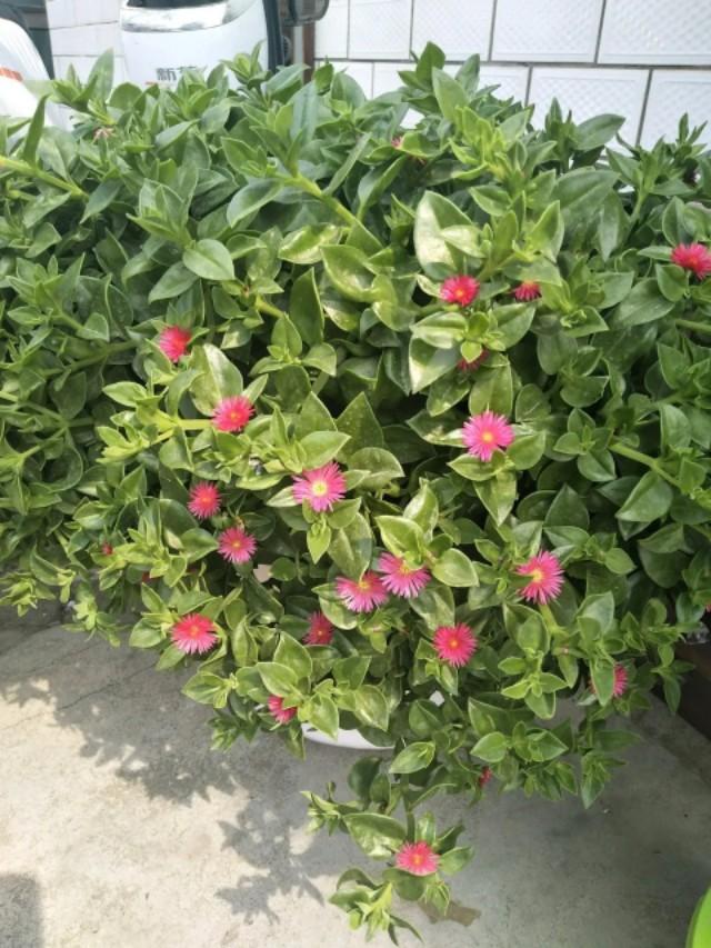 养牡丹吊兰就用它，15天喷一次，叶绿花红，挂满阳台
